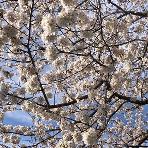 Meet your Posher, Annie